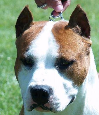 thunderbully argos - American Staffordshire Terrier Mâle (8 mois)