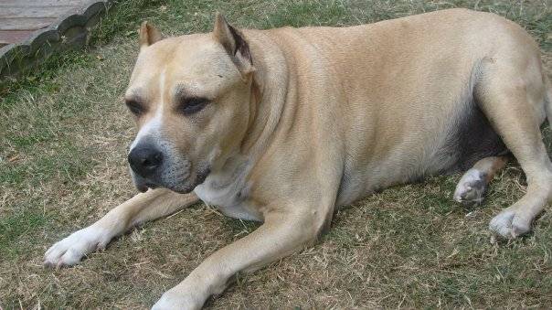 Kaya - American Staffordshire Terrier (16 ans)