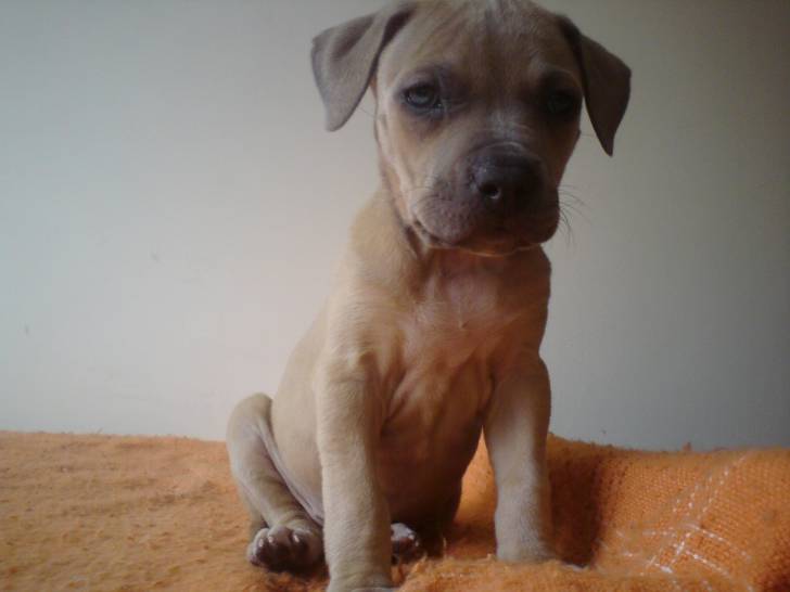 Démona - American Staffordshire Terrier (2 mois)