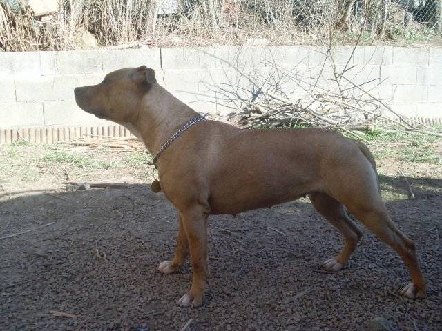 criska - American Staffordshire Terrier (2 ans)