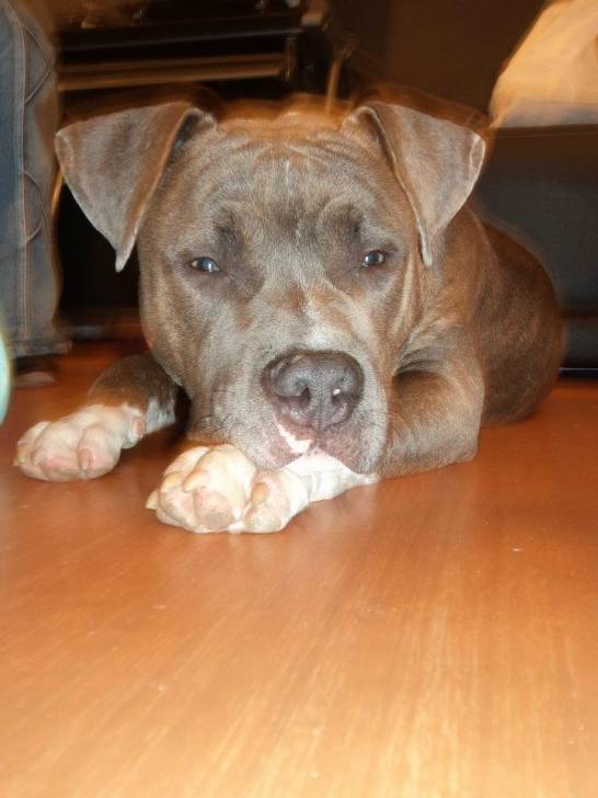killer - American Staffordshire Terrier Mâle (10 mois)
