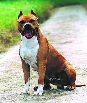 Nikit@ - American Staffordshire Terrier (3 mois)
