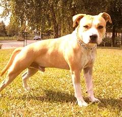 fakir - American Staffordshire Terrier Mâle