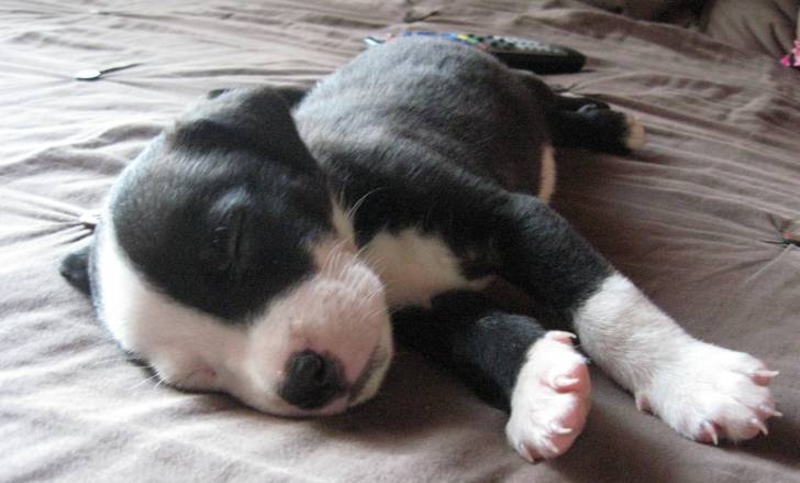 Oreo - American Staffordshire Terrier Mâle (2 mois)