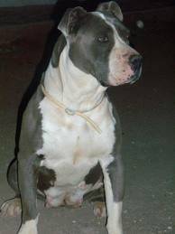 laica - American Staffordshire Terrier (1 an)
