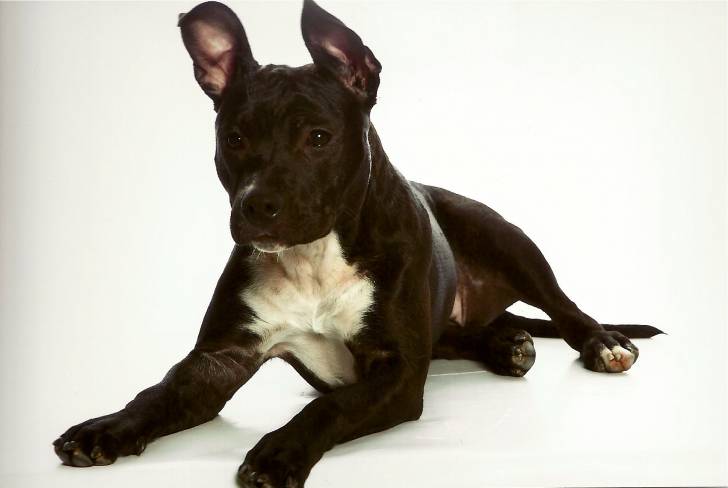 GAYA - American Staffordshire Terrier (1 an)