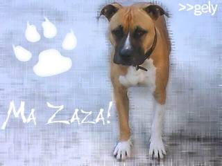 Ozalee - American Staffordshire Terrier (3 ans)