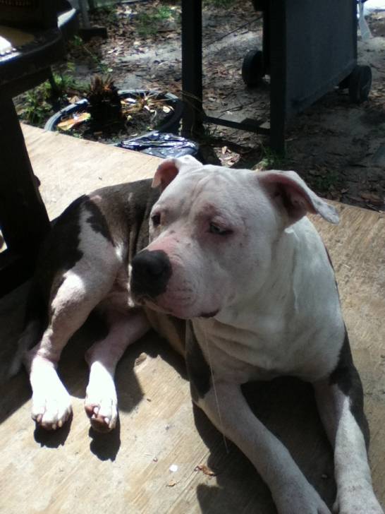 Blueski - American Staffordshire Terrier Mâle (1 an)