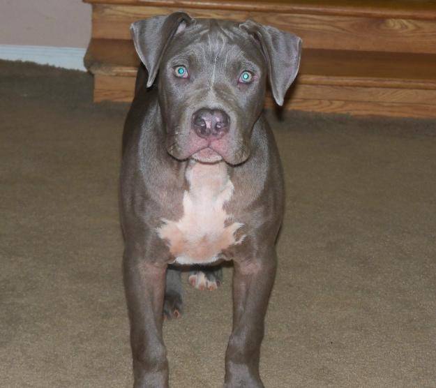 turco - American Staffordshire Terrier Mâle (4 mois)