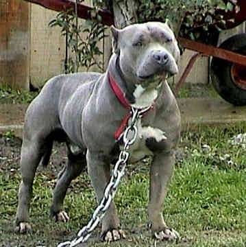 poison - American Staffordshire Terrier