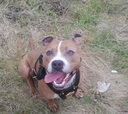 xéna - American Staffordshire Terrier (2 ans)