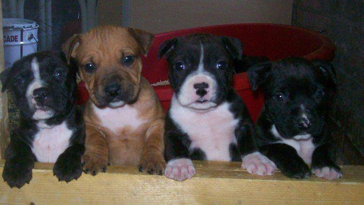 les bb - American Staffordshire Terrier (1 mois)