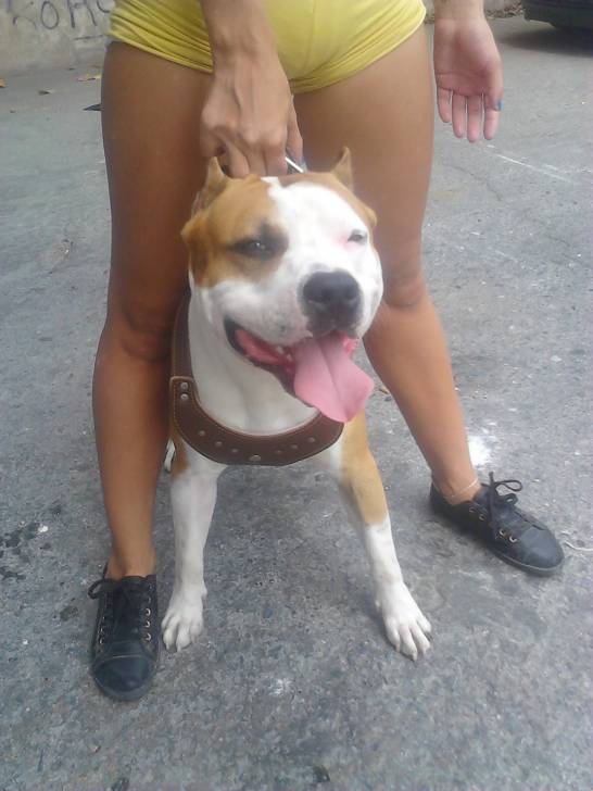 tayson - American Staffordshire Terrier Mâle (1 an)