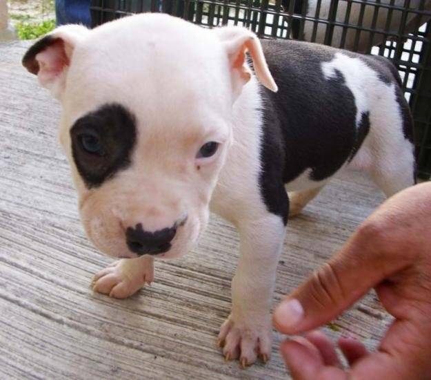 Urko - American Staffordshire Terrier Mâle