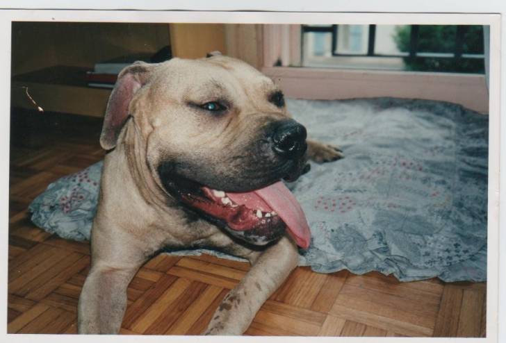 charly - American Staffordshire Terrier Mâle (9 ans)