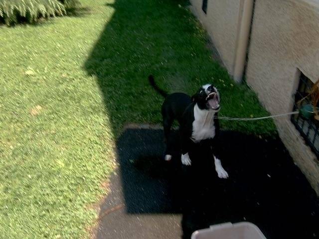 Ezor - American Staffordshire Terrier Mâle (4 ans)