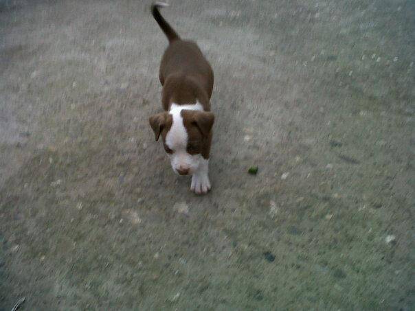 Lily - American Staffordshire Terrier (1 mois)
