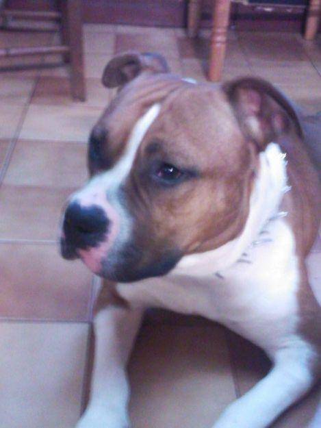 bounty - American Staffordshire Terrier (3 ans)