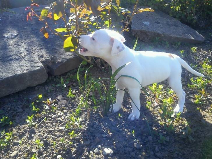 Bella - American Staffordshire Terrier (8 mois)