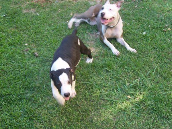 Mason & Brody - American Staffordshire Terrier Mâle (1 an)