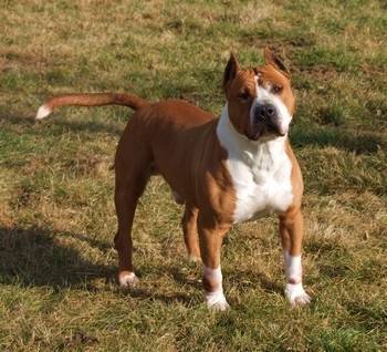 vaillant du royaume des sphynx - American Staffordshire Terrier Mâle (8 ans)