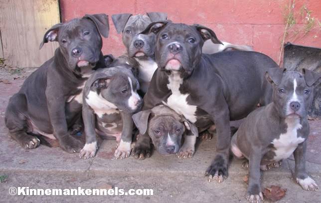 Bud - American Staffordshire Terrier Mâle (1 mois)