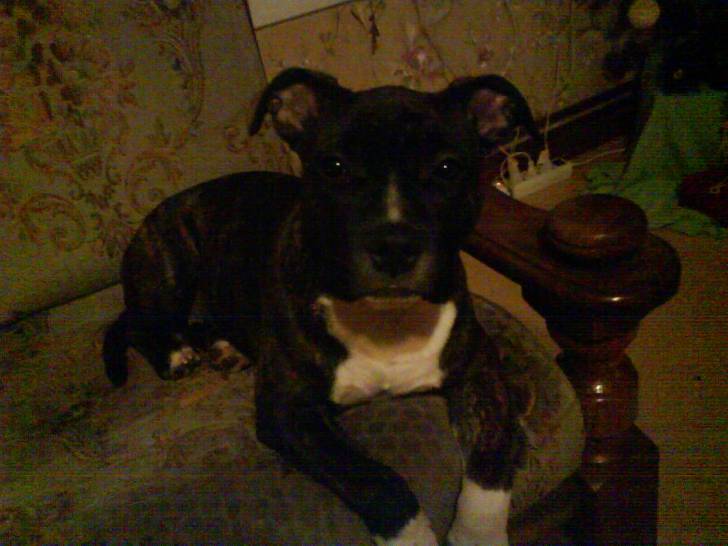 elia - American Staffordshire Terrier (6 mois)
