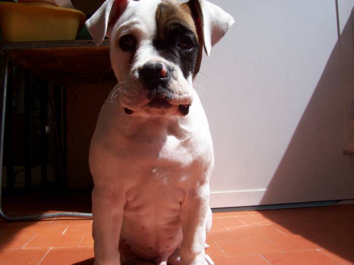 Franco - American Staffordshire Terrier Mâle (4 ans)