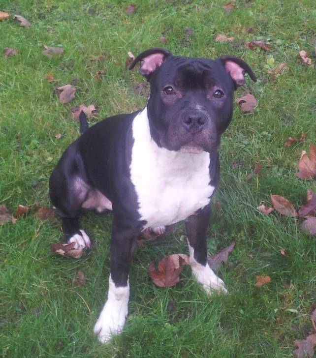 Hornet - American Staffordshire Terrier Mâle (6 mois)