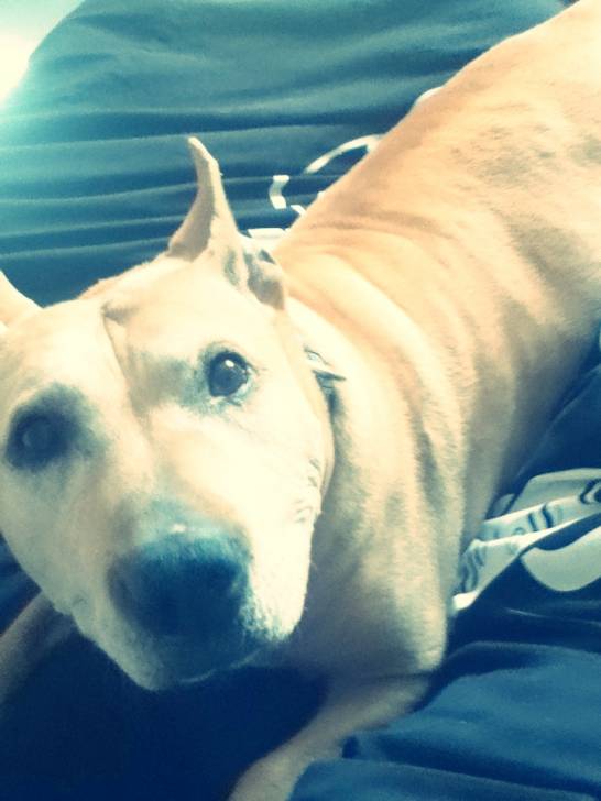 Sina - American Staffordshire Terrier (Autre)