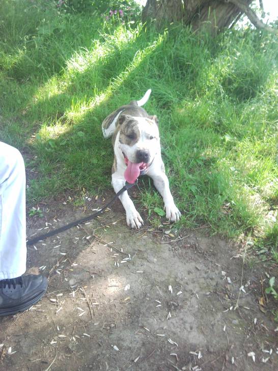 Zeus - American Staffordshire Terrier Mâle (1 an)