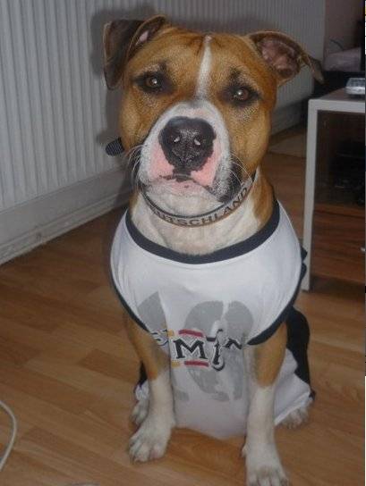 Tyran - American Staffordshire Terrier Mâle (5 ans)
