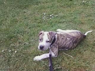 Zeus - American Staffordshire Terrier Mâle (1 an)
