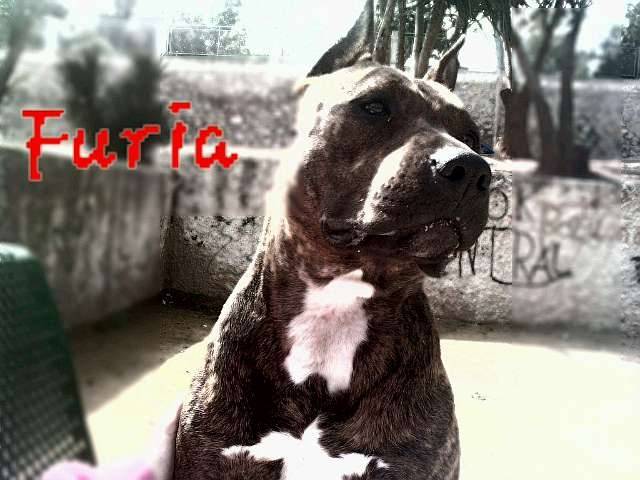 Ordii - American Staffordshire Terrier (4 ans)