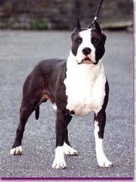 Blaki - American Staffordshire Terrier (2 ans)