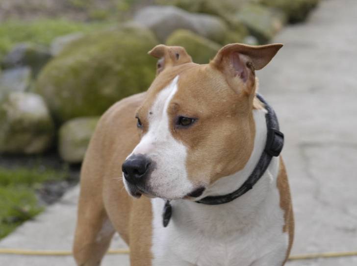 Un American Staffordshire Terrier qui porte un collier noir