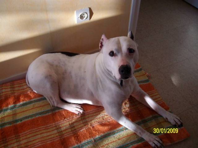 tania - American Staffordshire Terrier (11 ans)