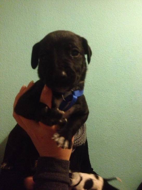 Kyra - American Staffordshire Terrier (1 mois)