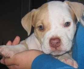 Melanie - American Staffordshire Terrier Mâle (1 mois)