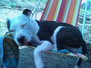 zina - American Staffordshire Terrier (2 ans)