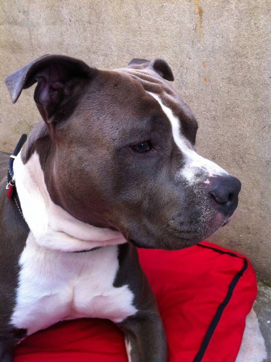 Kaïzer - American Staffordshire Terrier Mâle (2 ans)