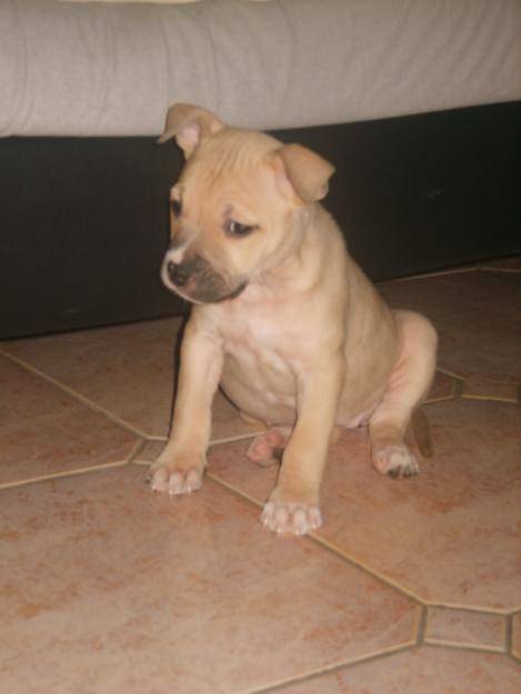 Teddy - Gumbo - American Staffordshire Terrier Mâle (1 mois)