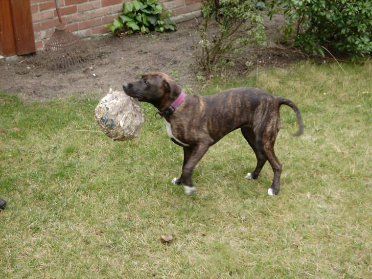 elza - American Staffordshire Terrier (1 an)