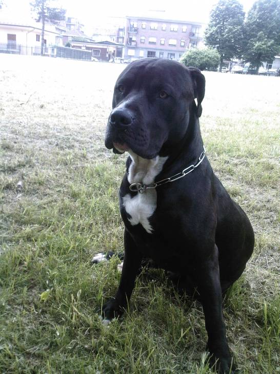 Steel - American Staffordshire Terrier Mâle (4 ans)