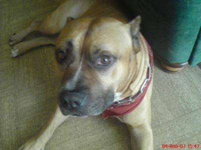 phébus - American Staffordshire Terrier Mâle (10 ans)