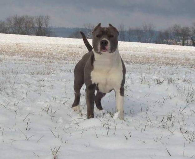 Kayser - American Staffordshire Terrier Mâle (2 ans)
