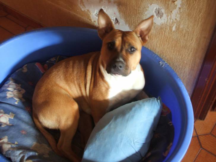 Live - American Staffordshire Terrier (3 ans)