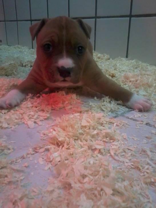 un chiot - American Staffordshire Terrier Mâle (1 mois)