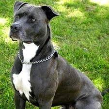 Mi Gran Perro - American Staffordshire Terrier Mâle (2 ans)