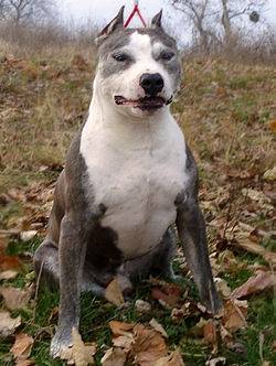 Alvin - American Staffordshire Terrier Mâle (1 an)